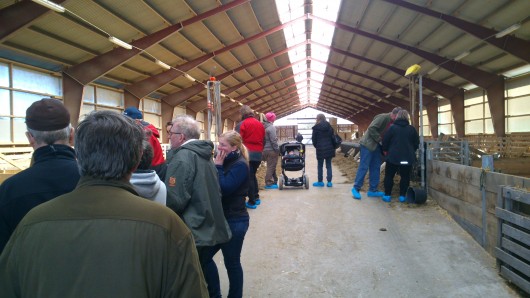 Lammtraff stall