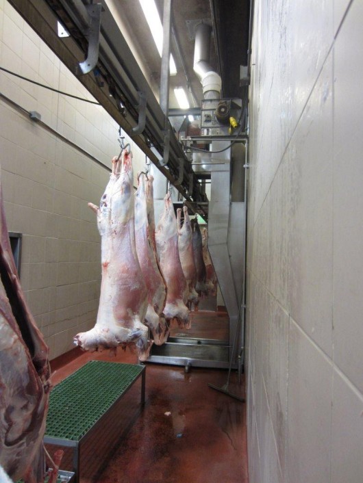 Medelvikten låg på 30-40 kg vilket också märktes på fettet
