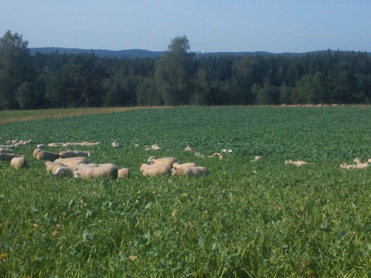 RapsLamm