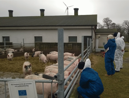 Även vid dåligt väder kommer de eu-ekologiska slaktgrisarna ut och hälsa på besökarna.