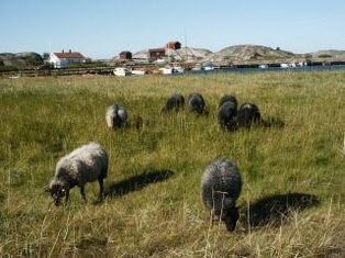 Far_havet